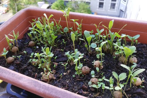 6 Seedbombs in der Eierschachtel - Bienen & Schmetterlinge