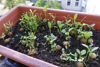 1 Seedbomb im Pergamintütchen - Bienen  Schmetterlinge
